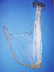 海水魚採捕用張網